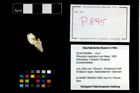 Foto (Objekt + Etikett) von Pithonoton marginatum (von Meyer, 1842)  (NHMW-GEO-2014-0194-0895)
